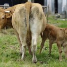 Cow and calf